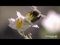 slo mo footage of a bumble bee dislodging pollen