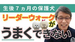 【犬のしつけ】７ヵ月の子犬。リーダーウォークがうまくできません【悩み相談ライブ切り抜き】