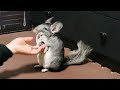 【癒し】厳選！かわいい癒し動物たち！おもしろかわいい動画まとめ！【作業用】