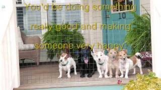 Petfinder - Adopt a dog or cat in your area