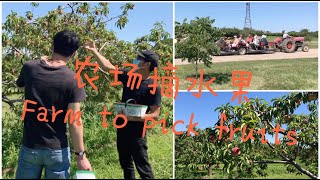 北美农场，果园，尼亚加拉附近农场摘水果,加拿大生活/ Fruit picking in local farm near Niagara Falls