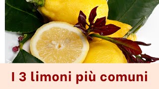 I LIMONI, LE 3 VARIETÀ PIÙ COMUNI - AGRUMI LENZI