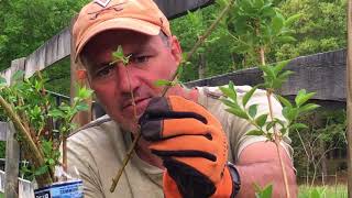 How To Plant Golden Forsythia From Free Root Stock Or Cuttings