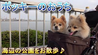 【Pomeranian ポメラニアン】海辺の公園をお散歩♪