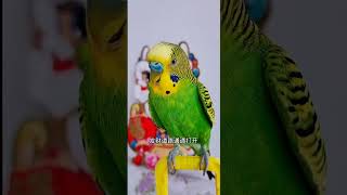 #有滋有味过大年 #萌宠过大年 #带着宠物去赏花 #cutebirds #parrot