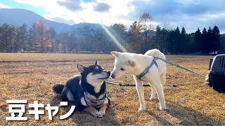 【豆キャン】大自然で愛犬とキャンプが最高なのでオススメ