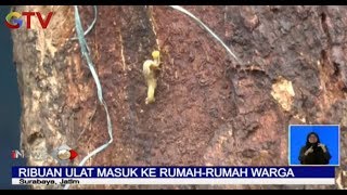 Teror Ribuan Ulat Bulu Masuk ke Rumah Warga di Surabaya - BIS 06/01