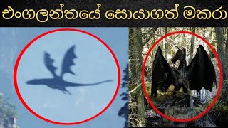 එංගලන්තයේ සොයාගත් විශාල මකරා | Dragon Fossils Found in England #sinhadhanuma