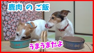 (簡単犬ご飯)生で食べれる鹿肉を食べたジャックラッセルテリア