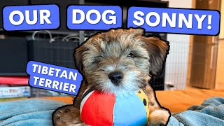 What Life is Like With a Puppy | Tibetan Terrier!