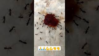 Ants Motivational Video // Ants Wisdom // Ants Team Work // Ants Inspirational // #Youtube #Viral