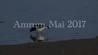 Amrum Mai 2017