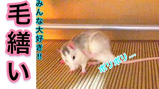 うちのファンシーラットの高速毛繕いを見て欲しい！（The rat'sgroming is cute.)【ファンシーラット】