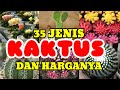 35 Jenis Kaktus Dan Harganya