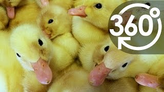 【いきもの目線】アヒルのひな（360Lives　/　Ducklings）