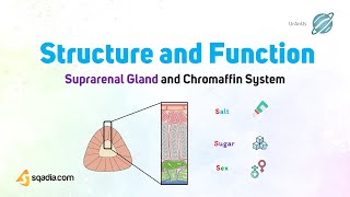 సుప్రారెనల్ గ్రంధి మరియు క్రోమాఫిన్ వ్యవస్థ | అనాటమీ | నిర్మాణం మరియు పనితీరు