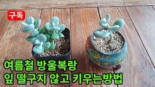 방울복랑다육 여름에 잎 떨어지지않게 키우는방법