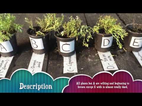 How do different drinks affect plant growth?