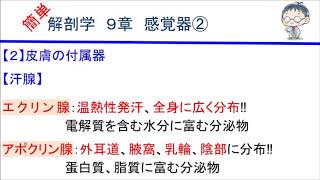 簡単解剖学　９章　感覚器②(皮膚の付属器、エクリン汗腺、アポクリン汗腺)