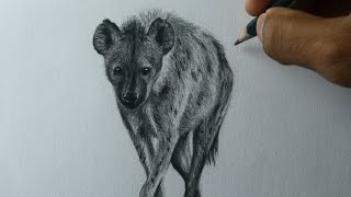 Como desenhar uma Hiena realista
