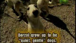 Breed All About It - Borzoi