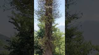 Weirdest tree near Ganga Choti #nature #travel #forest #tree #weird #shorts #viralshorts