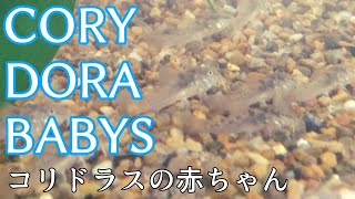 Corydoras Babys 2month after birth（コリドラスの赤ちゃん）