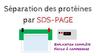 Séparation des protéines par ÉLECTROPHORÈSE SDS-PAGE | Biochimie Facile