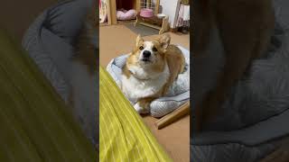 おしゃべりがうるさすぎるコーギー #corgi #dog