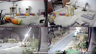 FTC Meow is live! Cat shelter at night 10/1/2025