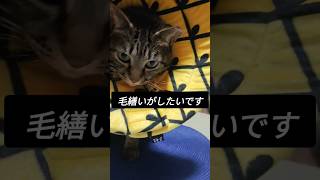 ちょうど保湿液塗りたかったのでお膝で毛繕いしてもらいました　#保護猫 #多頭飼い #猫動画 #cats #shorts