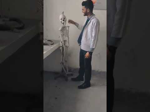 How does the skeletal system work with the integumentary system?