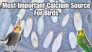 Ordered and Gave Cuttlefish Bones To All My Birds - BENEFITS of CUTTLEFISH BONES (Hindi)