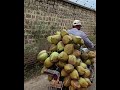 ✨அட இளநீர் கூட இப்படி விற்க ஆரம்பிச்சிட்டாங்க😍 இளநீர் healthdrink nature village agriculture