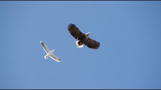 オジロワシ VS カモメ　スライドショー