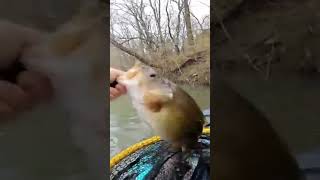 Small River? BIG Smallmouth!