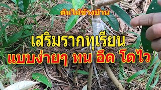 #ทุเรียน เสริมรากแบบง่ายๆ  ทน อึด โตไว  เกษตรอินทรีย์…ต้นไม้ข้างบ้าน