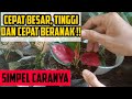 cara merawat anakan aglonema agar cepat besar