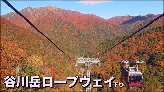 全山紅葉 谷川岳ロープウェイ下り