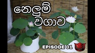 නෙලුම් වගාව Episode 01