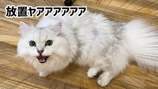 飼い主が料理していると鳴く猫【ペルシャ猫 チンチラシルバー】