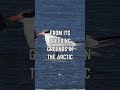 epic journey witness the arctic tern migration across continents 🐦🌊