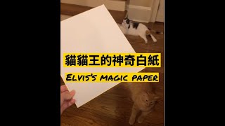 Elvis's Magic Paper 貓貓王跟一張紙能擦出什麼火花 | Meowiki