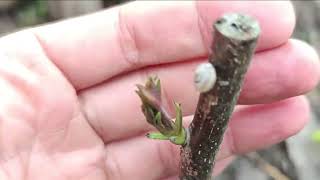 walnut grafting using saws