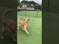 談合坂saのドッグランは愛犬たちの楽園 the dog run at dangozaka sa is a paradise for dogs ゴールデンレトリバー goldenretriever