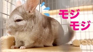 【ムズムズ】カラダに違和感を感じたチンチラが突然踊り出した　チンチラ Chinchilla