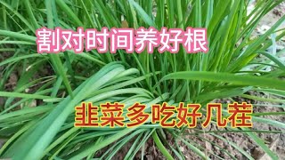 韭菜最后一次收割什么时候合适，做好越冬管理，来年韭菜长得旺