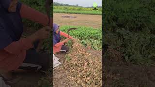 Simple Tools and Techniques for Cutting Peanut Plants #agriculture #shorts