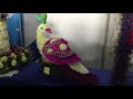 flora expo flower decoration pushpa mela indoor outdoor flower flower tips