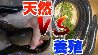 【食べ比べ】天然うなぎと養殖うなぎ食べ比べてみた！どっちがうまい？【蒲焼】【魚】【捌く】